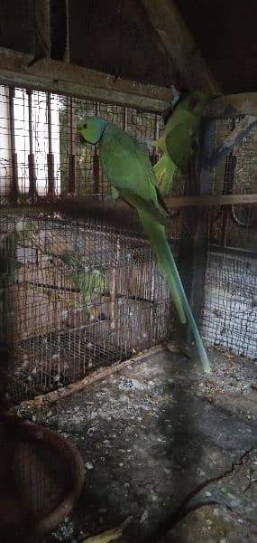 Green Parrots 2