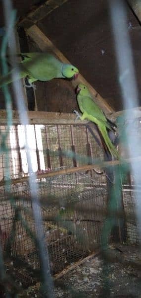 Green Parrots 9