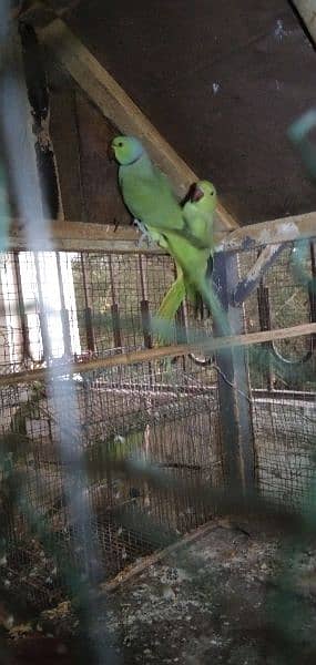 Green Parrots 10