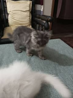 Persian Kittens For Sale