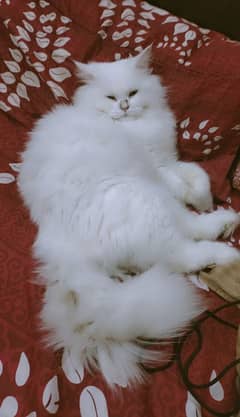 White Persian Male Cat For Sale