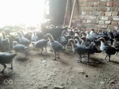 golden misri  chicks ( All  oky  ) whatsapp rabta karo 03485388140 0