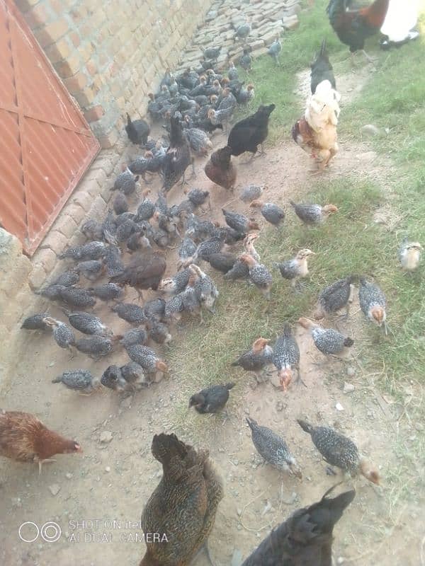 golden misri  chicks ( All  oky  ) whatsapp rabta karo 03485388140 1