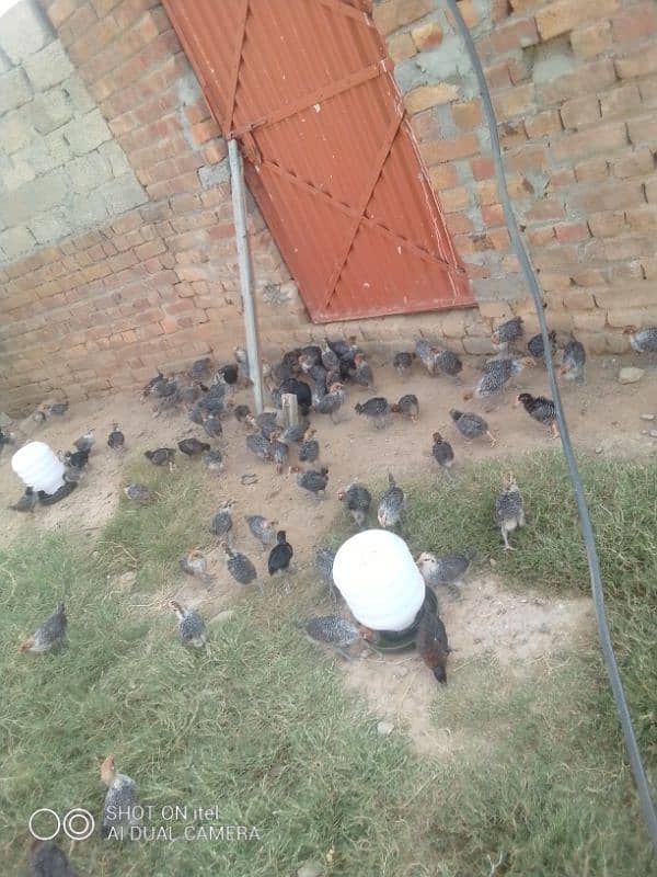 golden misri  chicks ( All  oky  ) whatsapp rabta karo 03485388140 2