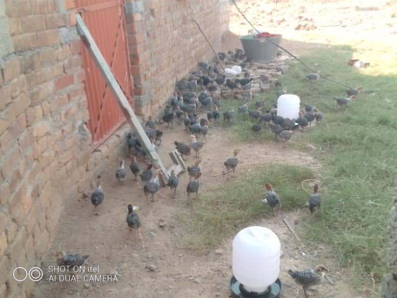 golden misri  chicks ( All  oky  ) whatsapp rabta karo 03485388140 3