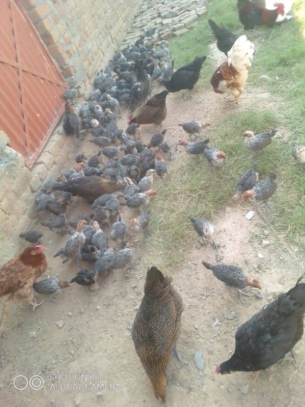 golden misri  chicks ( All  oky  ) whatsapp rabta karo 03485388140 4