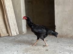 Aseel hens setup for sale