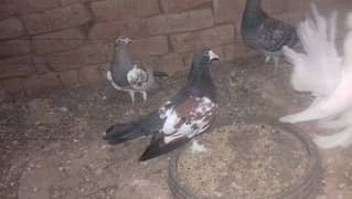 Pegiouns Pair And Single pec khal & Lacky