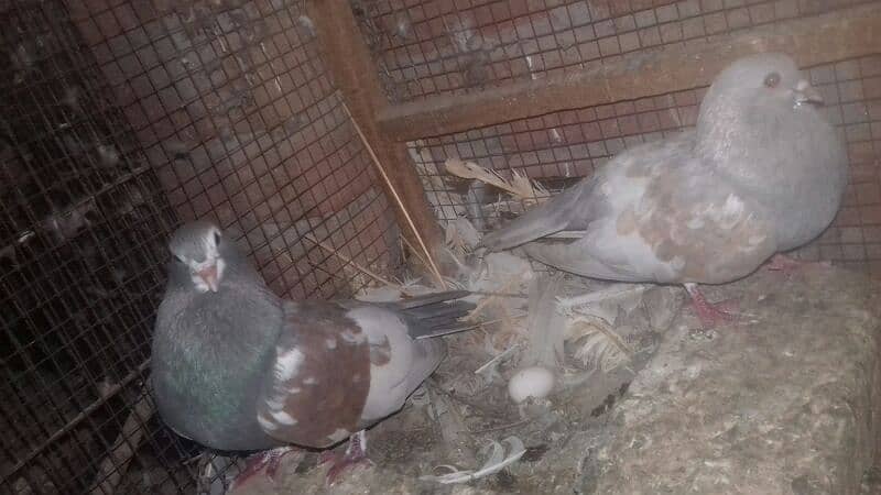 Pegiouns Pair And Single pec khal & Lacky 2