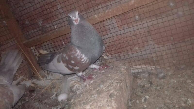 Pegiouns Pair And Single pec khal & Lacky 1