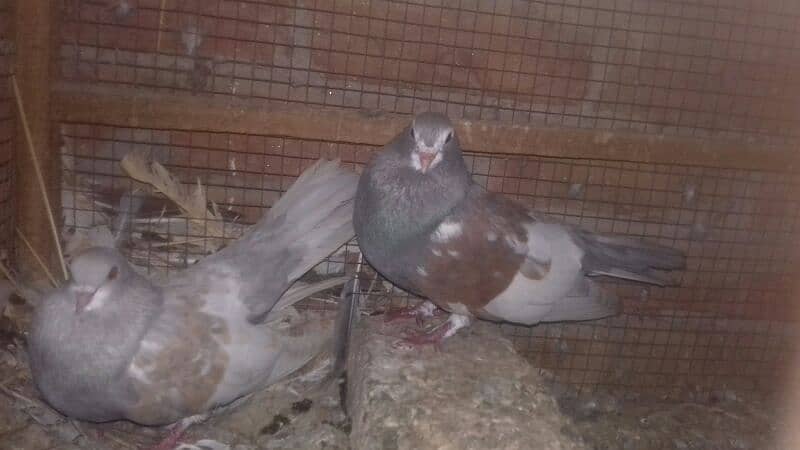 Pegiouns Pair And Single pec khal & Lacky 5