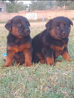 German shepherd puppies for sale / german shepherd / 03188834800