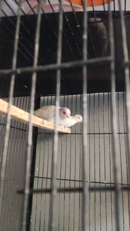 Snow Doves 3 Pair 1