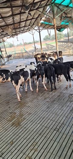 pure Holstein Frisian female caves heifers