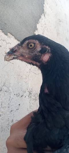 pure mushka hen for sale