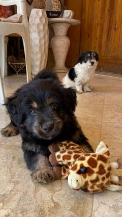 pair of Tibetan Terrier puppies - fully trained