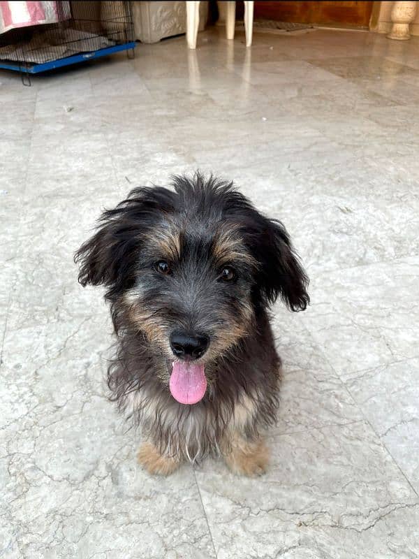 pair of Tibetan Terrier puppies - fully trained 1