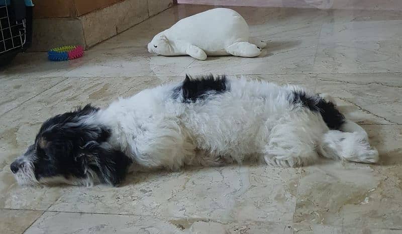 pair of Tibetan Terrier puppies - fully trained 3