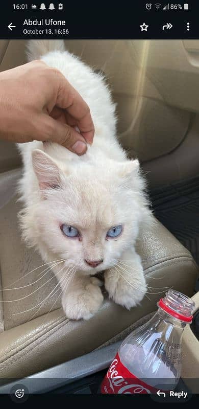 blue eyes persian cat male 0