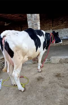 bahut Khubsurat acchi acchi nasl ki cow