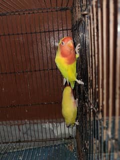 lovebirds breeder pair