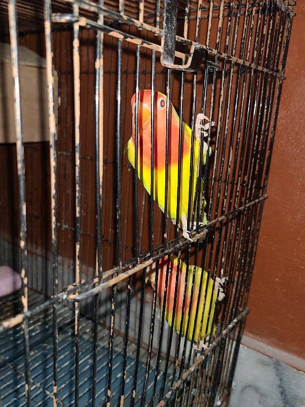 lovebirds breeder pair 1