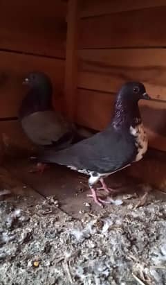 Highflyer Breeder Pigeons