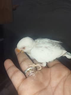 Love birds / Albino Redeye / Decino / Pastelino /Breeder pieces