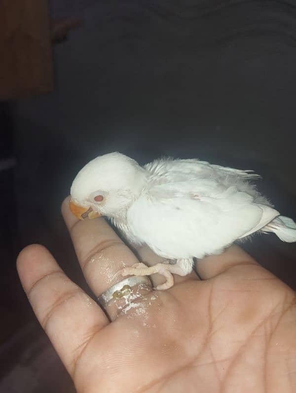 Love birds / Albino Redeye / Decino / Pastelino /Breeder pieces 0