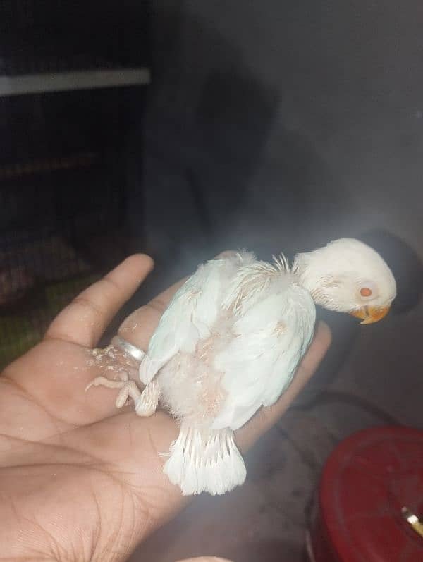 Love birds / Albino Redeye / Decino / Pastelino /Breeder pieces 1