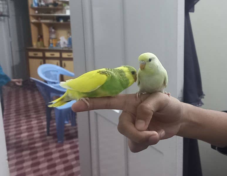 Hand tame Australian parrots 0