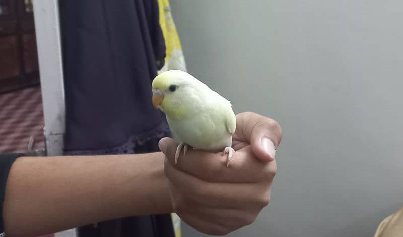 Hand tame Australian parrots 1