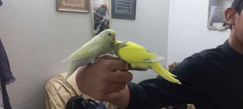 Hand tame Australian parrots 2