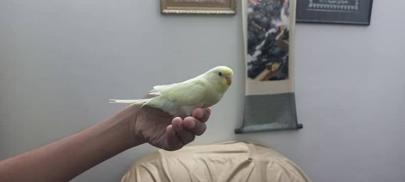 Hand tame Australian parrots 3