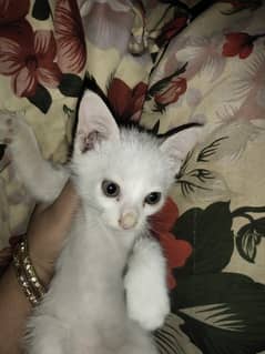 kittens / khao manee / Cat / Kitten / White / Fawn / Grey  / Double co