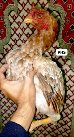 parotbeak Aseel hen