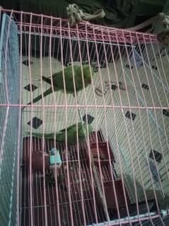 parrot pair urgent sale