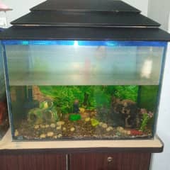 fish aquarium 0