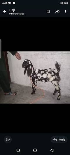 Desi breed . . . 03164350590. .