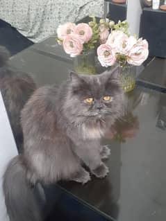 persian cat