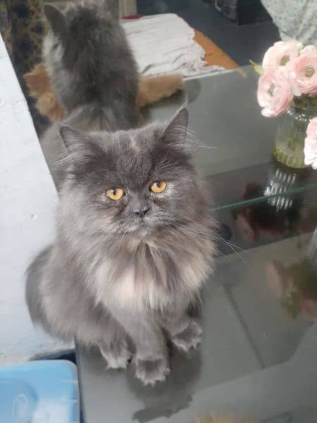 persian cat 1