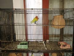 cage with parrots