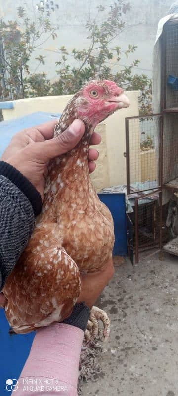 2 morgiya for sale 0