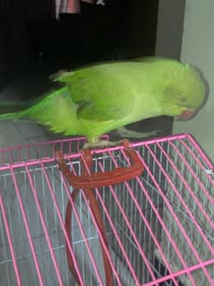 6 months old raw female parrot 2nd generation 0