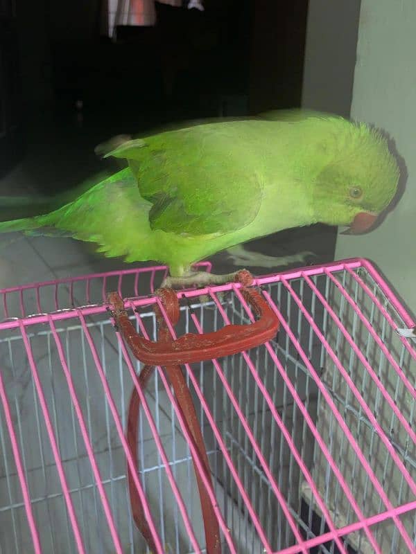 6 months old raw female parrot 2nd generation 0