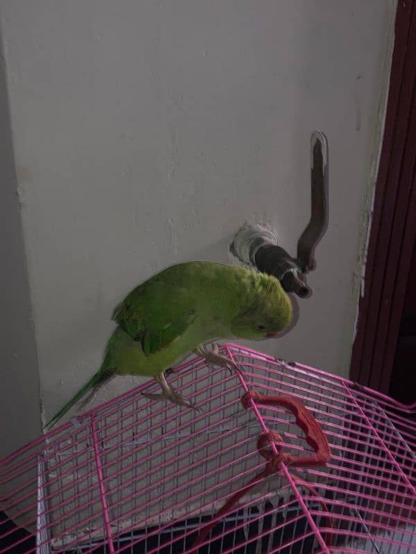 6 months old raw female parrot 2nd generation 1