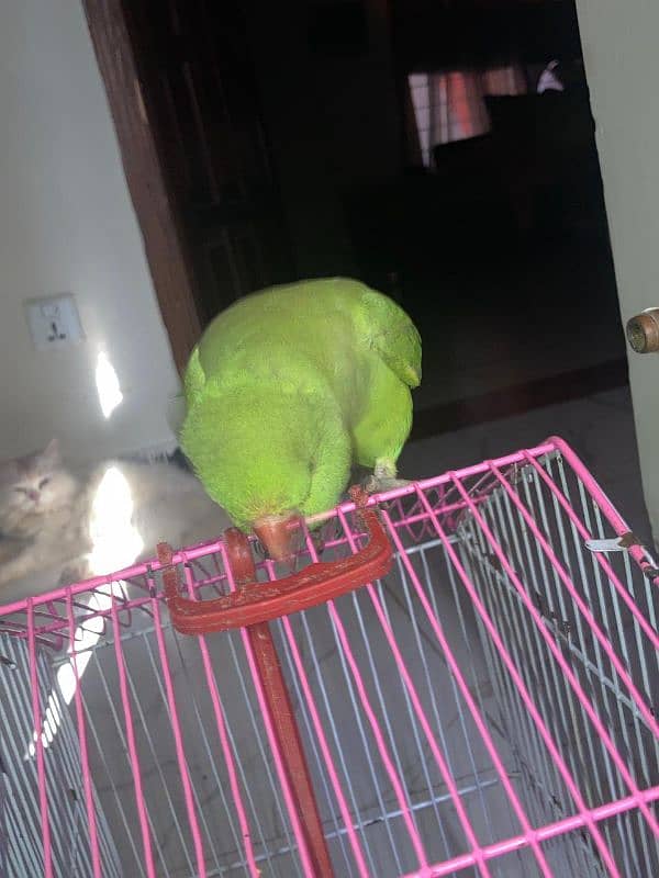 6 months old raw female parrot 2nd generation 2