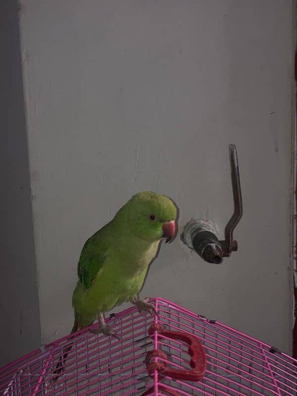 6 months old raw female parrot 2nd generation 3