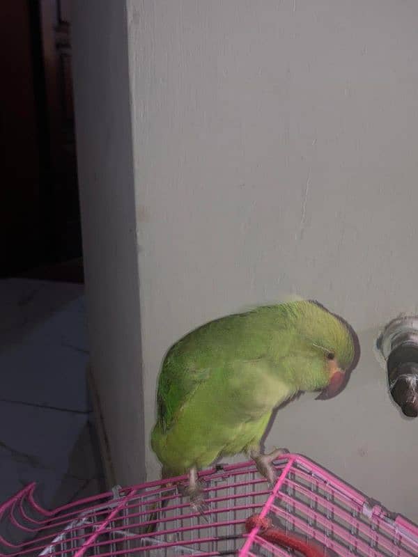 6 months old raw female parrot 2nd generation 4