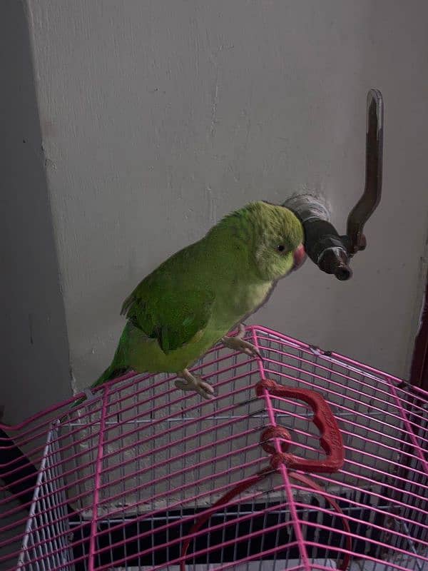 6 months old raw female parrot 2nd generation 5